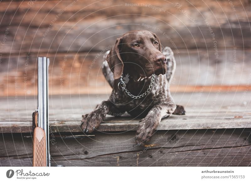 Jagdhund bei Hütte mit Gewehr Freizeit & Hobby Ausflug Haus Umwelt Natur Tier Haustier Hund 1 Schußwaffen beobachten liegen Blick ästhetisch Wachsamkeit Neugier