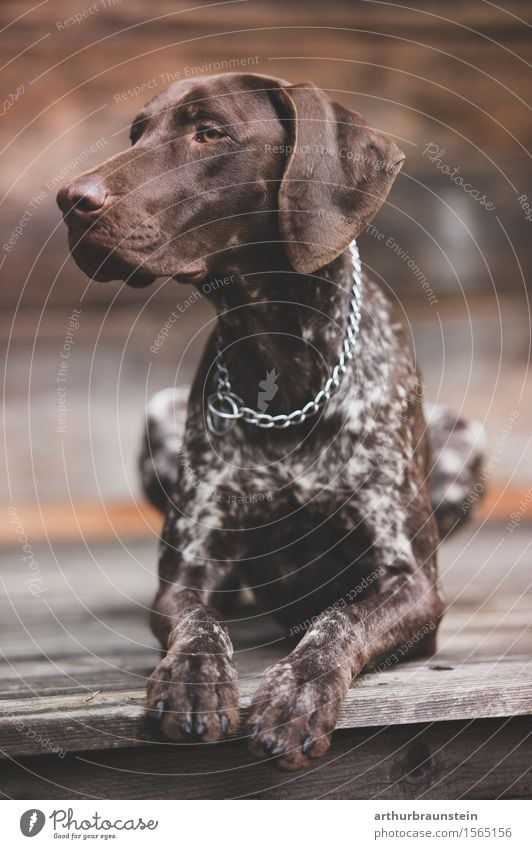 Hund vor Holzhütte Jagd Haus Tier Haustier Jagdhund 1 Kette beobachten liegen Blick sitzen ästhetisch sportlich schön Tierliebe achtsam Verlässlichkeit