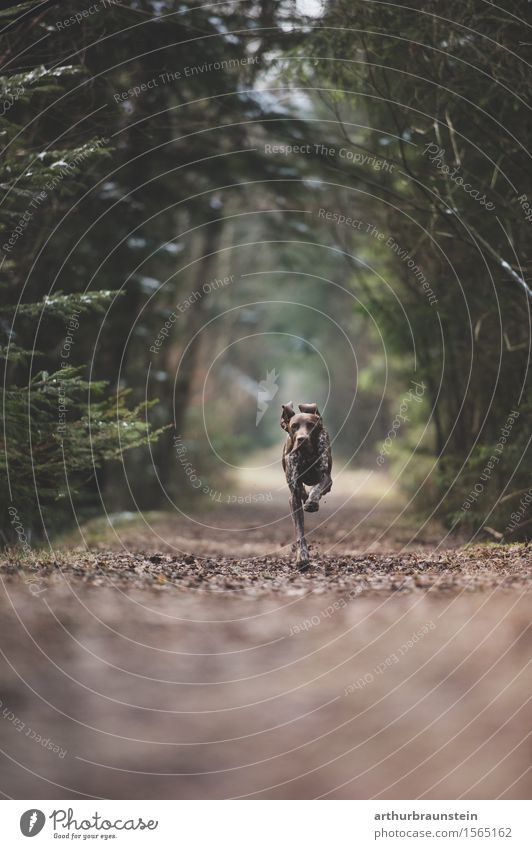 Hund läuft im Wald auf Weg Jagd Umwelt Natur Frühling Baum Sträucher Tier Jagdhund 1 laufen Geschwindigkeit Kraft Tierliebe Leben Bewegung Entschlossenheit