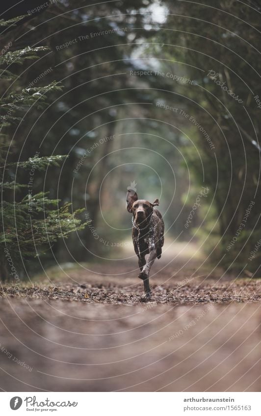 Hund läuft auf Waldweg Jagd Umwelt Natur Landschaft Frühling Baum Sträucher Wege & Pfade kurzhaarig Tier Jagdhund Hunderennen 1 Bewegung laufen ästhetisch