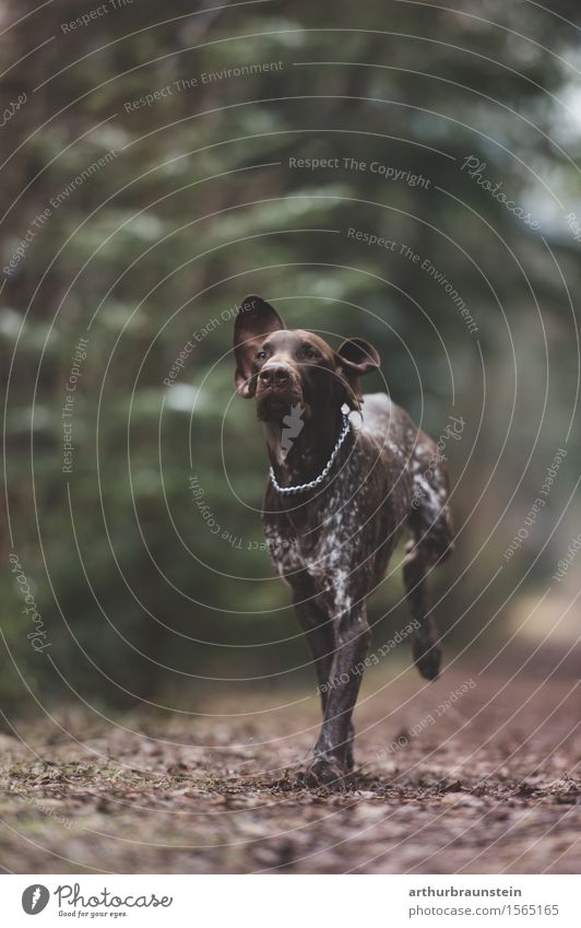 Jagdhund läuft im Wald Garten Umwelt Natur Landschaft Frühling Baum Sträucher Blatt Wege & Pfade Accessoire Halskette Tier Hund Jagdrevier 1 Kette laufen rennen