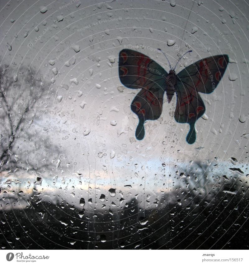 Bote Farbfoto Gedeckte Farben abstrakt Landschaft Tier Wassertropfen Horizont Wetter Regen Gewitter Baum Sträucher Fenster Schmetterling Glas fliegen dunkel