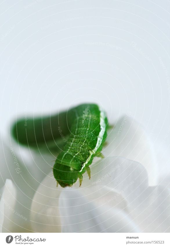 caterpillar I Gartenarbeit Umwelt Natur Frühling Sommer Blume Blüte Schmetterling Raupe krabbeln grün weiß Frühlingsgefühle Leben Reinheit gefräßig elegant