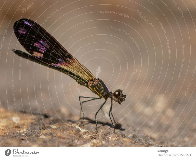 Im Licht Umwelt Natur Landschaft Pflanze Tier Wiese Feld Wald Urwald Felsen Seeufer Flussufer Ostsee Meer Wildtier Fliege Tiergesicht Flügel Libelle