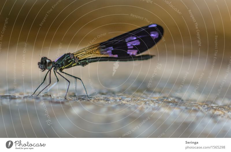 Schönheit Natur Landschaft Schönes Wetter Garten Park Wiese Wald Felsen Küste Seeufer Tier Wildtier Fliege Flügel Libelle Libellenflügel 1 fliegen Farbfoto