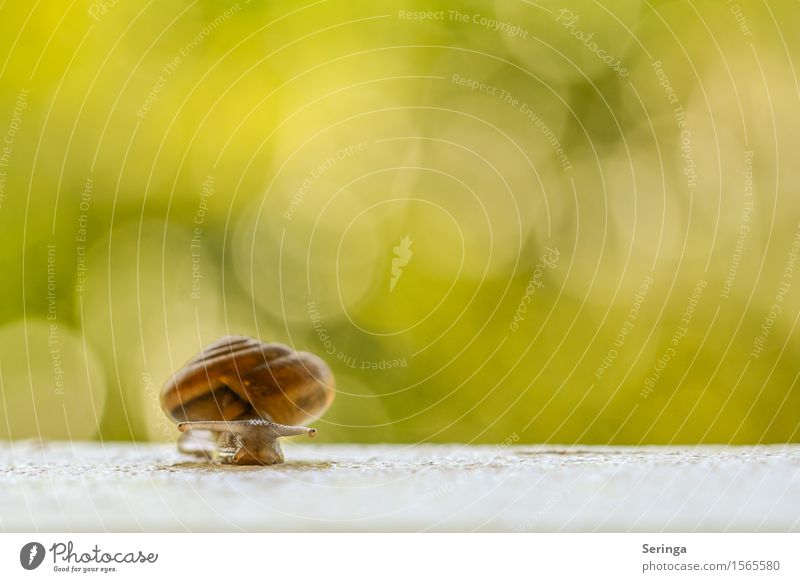 Der Weg ist das Ziel Natur Pflanze Tier Frühling Garten Park Wiese Feld Wald Schnecke 1 Kriechspur krabbeln schleimig anbiedern Schneckenhaus Farbfoto