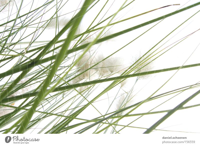 Gras grün hell Licht Frühling Perspektive weiß Hintergrundbild abstrakt Makroaufnahme Nahaufnahme