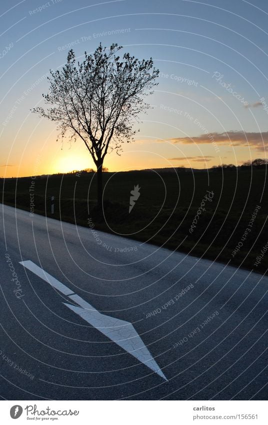 ist gesünder Richtung führen Fahrbahn Straße Lebenslauf Tod Dreiteilung Baum gefährlich Straßenrand Sonnenuntergang Herbst Verkehr Pfeil richtungsweisend