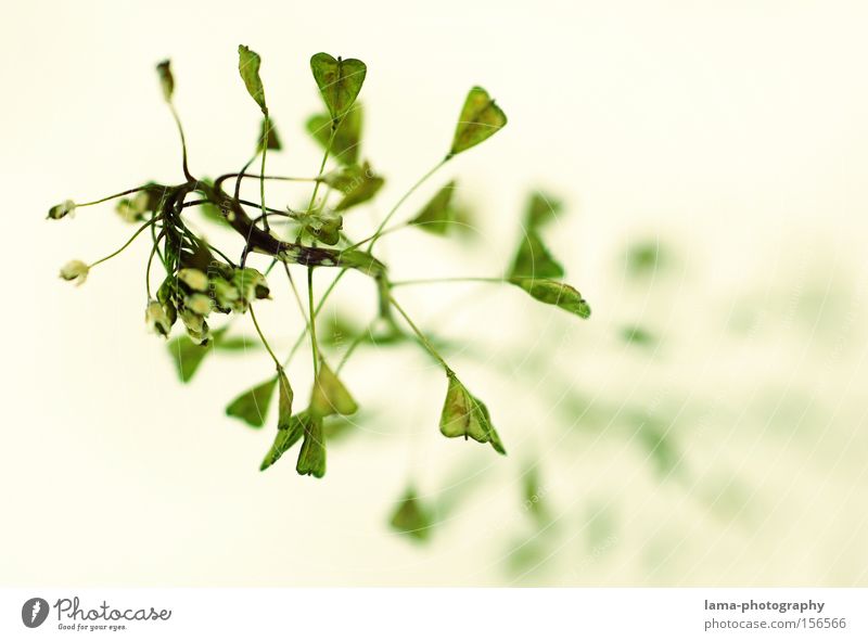 herzblatt Blume Pflanze Gras Herz Blüte Blütenknospen Blattknospe filigran fein Makroaufnahme Natur Frühling Nahaufnahme hirtentäschel