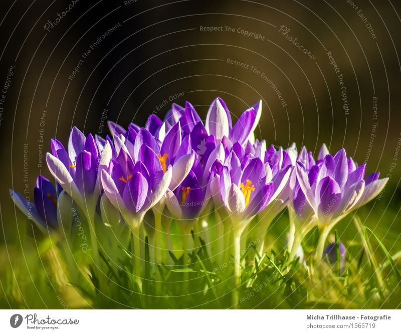 Krokusse Duft Sonne Garten Gartenarbeit Umwelt Natur Pflanze Sonnenlicht Frühling Schönes Wetter Blume Blatt Blüte Wiese Blühend leuchten Wachstum ästhetisch