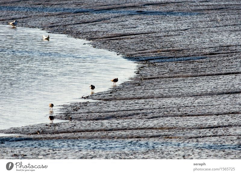 Wattenmeer Nordsee Ebbe Flut Meer Umweltschutz Naturschutzgebiet Küste Vogel Möwe Uferschnepfe calidrids Watvögel Landschaft Wellen Bucht Nordfriesland