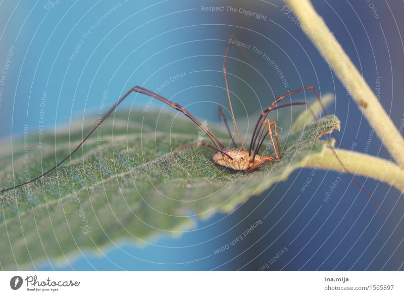 Langbein Natur Garten Park Tier Haustier Wildtier Spinne Insekt 1 klein nah Angst Umwelt Frühling Sommer Spinnenbeine Tarnung Ekel winzig Tierschutz