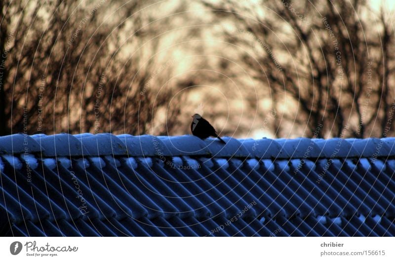 Festgefroren Winter Frost Vogel Amsel frieren Eis Schnee Sonnenaufgang Sonnenuntergang Dach sitzen Abend chribier