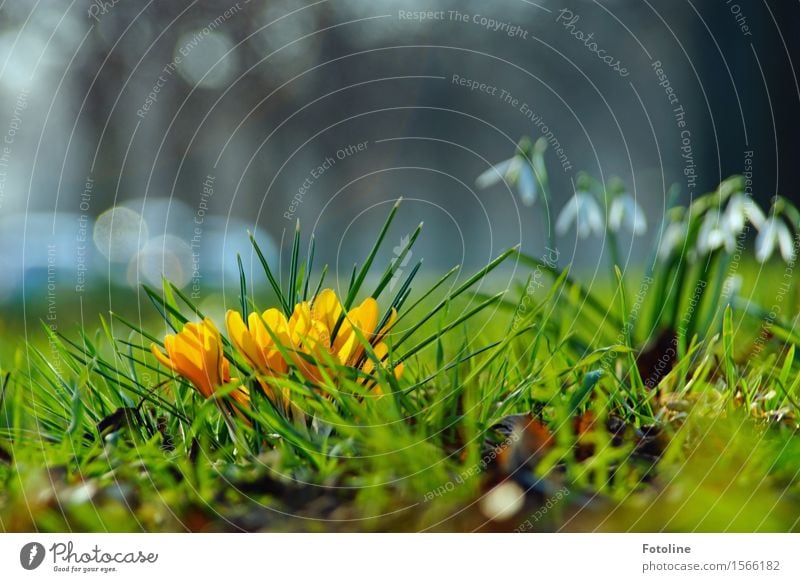 Frühling Umwelt Natur Landschaft Pflanze Schönes Wetter Blume Kaktus Blüte Garten Park Wiese hell klein Wärme gelb grün weiß Schneeglöckchen Frühblüher