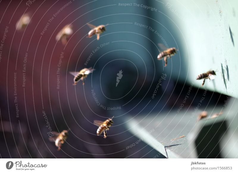 Flugshow Umwelt Natur Luft Schönes Wetter Tier Haustier Nutztier Biene Honigbiene Tiergruppe Schwarm rennen fliegen Fressen füttern Bienenstock Bienenwaben