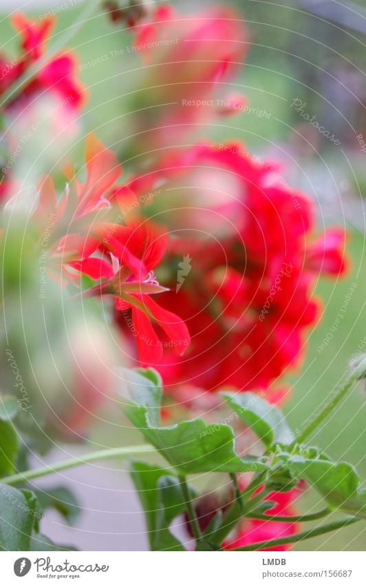 Sommer-Balkon Pelargonie Blume rot Ferien & Urlaub & Reisen Unschärfe Aussicht Blüte Balkonblumen