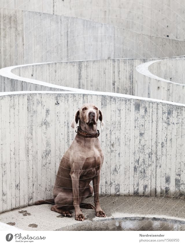 Belebter Beton Baustelle Dorf Bauwerk Architektur Sehenswürdigkeit Tier Haustier Hund Linie beobachten Blick sitzen warten Freundlichkeit Neugier loyal