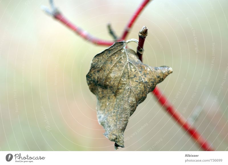 still alive Blatt Ast Einsamkeit alt Tod rot weiß beige kalt Leben Natur Baum Winter Schweiz leaf bough red white death