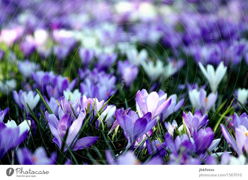 Die Frühlingsboten Umwelt Natur Pflanze Blatt Blüte Grünpflanze Wildpflanze Krokusse Garten Park schön Kitsch violett weiß grün Frühlingsgefühle Frühlingsblume