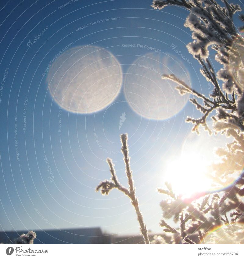 Natur 100 Baum Zweig Winter Sonne Gegenlicht Sonnenfleck Frost