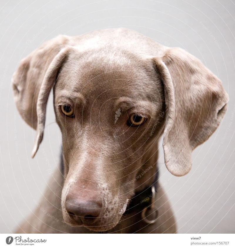 Hypnose hypnotisch Tier Hund Blick Konzentration Weimaraner Auge Schnauze Appetit & Hunger Fressen Speichel Trainingsleibchen Säugetier Vertrauen