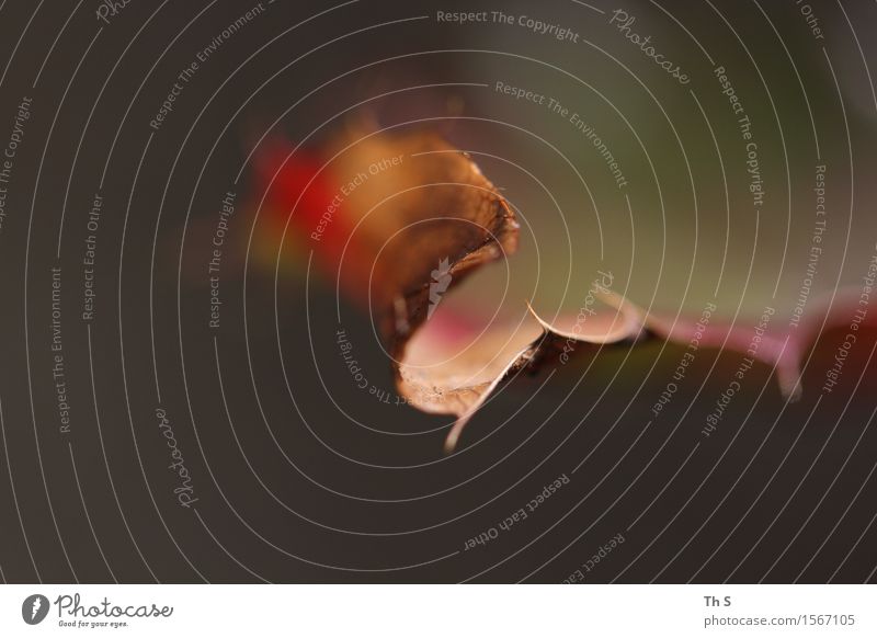 Blatt Natur Pflanze Frühling Herbst Winter Bewegung Blühend verblüht ästhetisch authentisch einfach elegant natürlich braun grün rot Gelassenheit geduldig ruhig