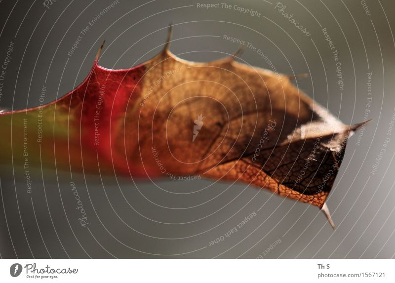 Blatt Natur Pflanze Frühling Herbst Winter Blühend verblüht ästhetisch authentisch einfach elegant natürlich Spitze braun grau rot Gelassenheit geduldig ruhig