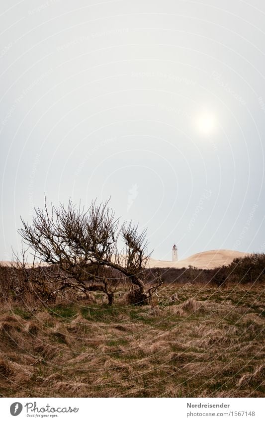 Dünenlandschaft Ferien & Urlaub & Reisen Tourismus Meer Sonne Klima Wetter schlechtes Wetter Wind Sturm Baum Gras Sträucher Wiese Küste Nordsee Leuchtturm