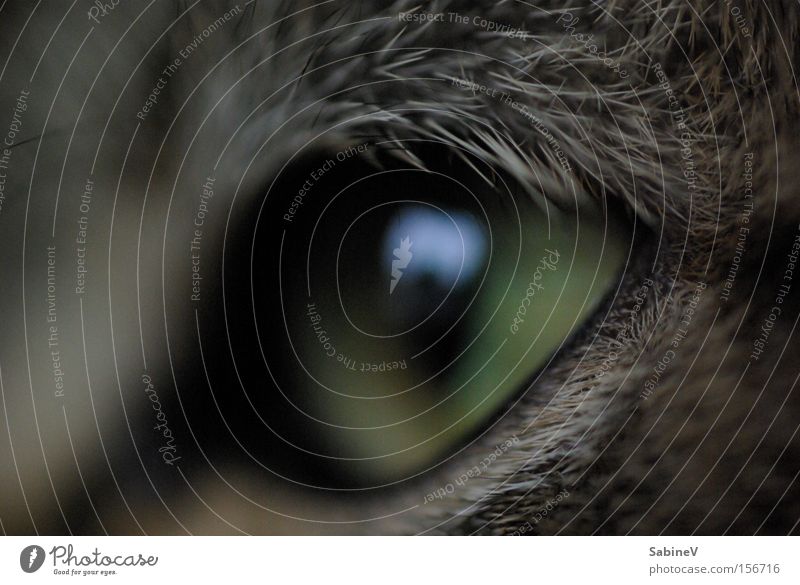 Katze Stil Ausdruck Tier tierisch Natur Physis Konzentration Golfplatz Säugetier Hass