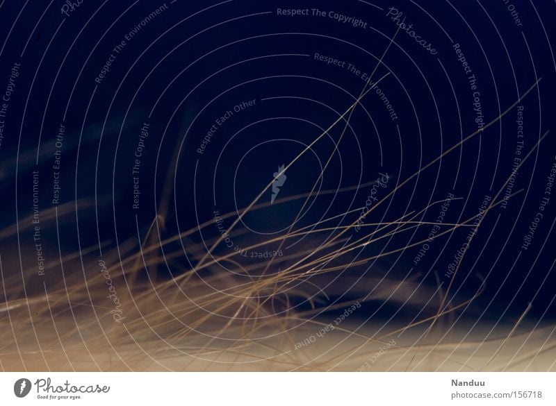 Ich bin flauschig. Fell Haare & Frisuren fein weich Makroaufnahme Nahaufnahme dunkel blau orange blond kuschlig Mensch schön Vergänglichkeit Körperbehaarung