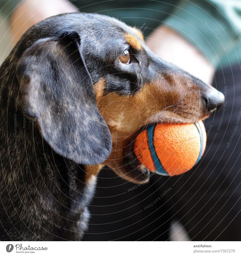 Dackelblick Freude Häusliches Leben Wohnung Raum maskulin Mann Erwachsene Körper Arme Beine 1 Mensch Tier Haustier Hund Tiergesicht Auge Schnauze Ohr Maul Fell