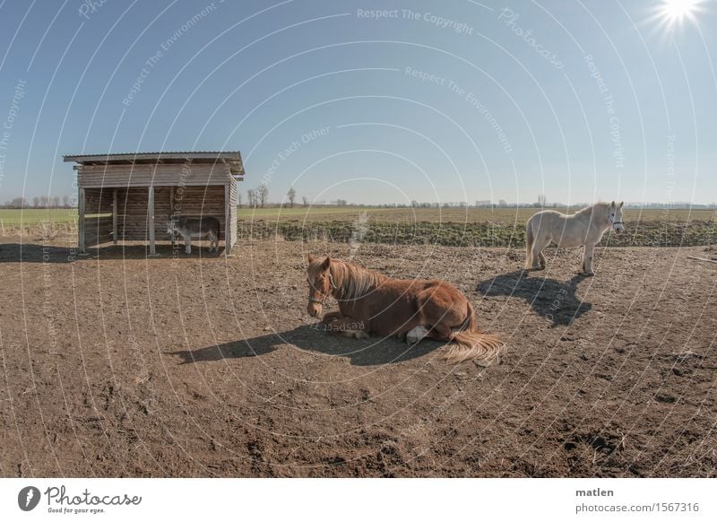 getrennt schlafen Landschaft Himmel Wolkenloser Himmel Horizont Frühling Wiese Feld Menschenleer Tier Haustier Nutztier Pferd 3 blau braun grün weiß Müdigkeit