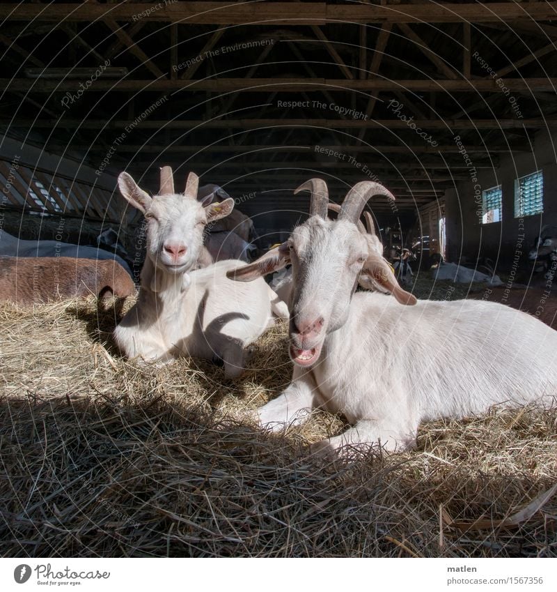 erste Frühlingssonne Menschenleer Tier Haustier Tiergesicht Fell Tiergruppe Herde blau braun weiß Ziegen Stall Stroh ruhen meckern Horn heizen Vorgesetzter