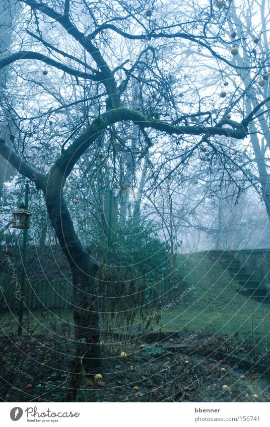 Alter Apfelbaum Baum alt eigenwillig Ast Garten Nebel grün grau Winter Rasen