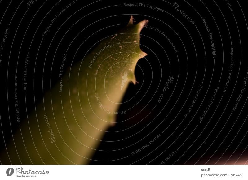 spitz pt.2 Pflanze Agave Sukkulenten grün Stachel Aloe Dorn Kosmetik Heilpflanzen Unschärfe Strukturen & Formen Makroaufnahme Nahaufnahme Wüste saftreich