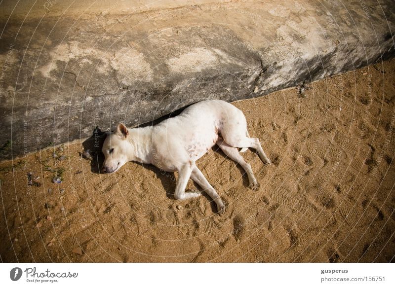 {lazy dog} Hund schlafen schön Fell ruhig Frieden Säugetier Moral bequem schlaf der gerechten sleep nice silence Straßenhund