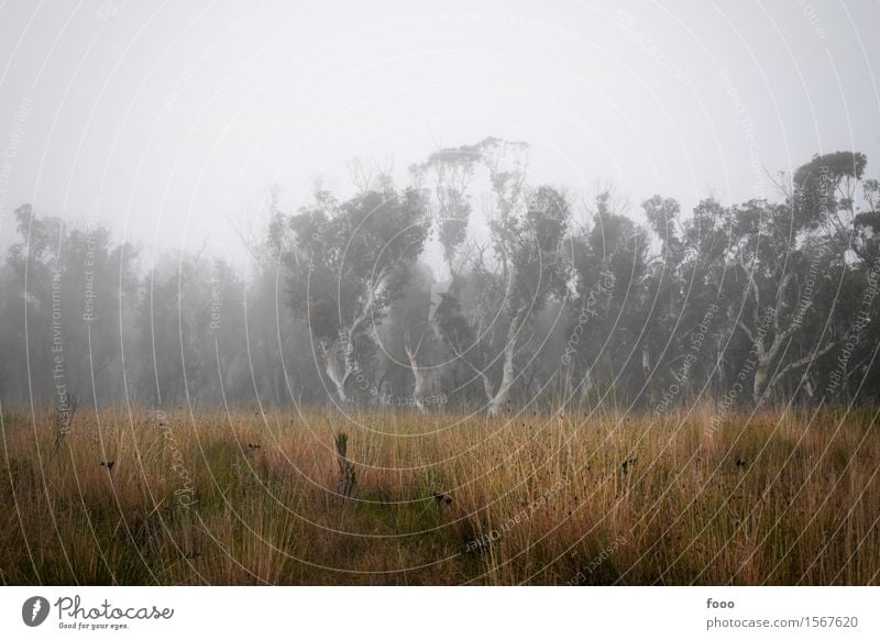 lost in the fog ruhig Ausflug Abenteuer Expedition wandern Natur Landschaft Wolken Herbst Wetter schlechtes Wetter Nebel Dürre Baum Gras Sträucher Wiese Wald