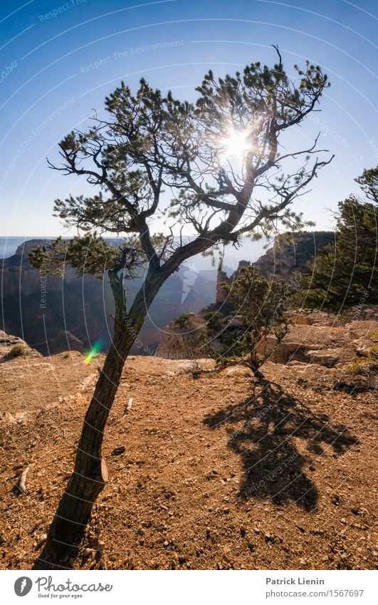 Tree of Life Sinnesorgane Erholung ruhig Ferien & Urlaub & Reisen Abenteuer Sommer Berge u. Gebirge wandern Umwelt Natur Landschaft Pflanze Urelemente Himmel