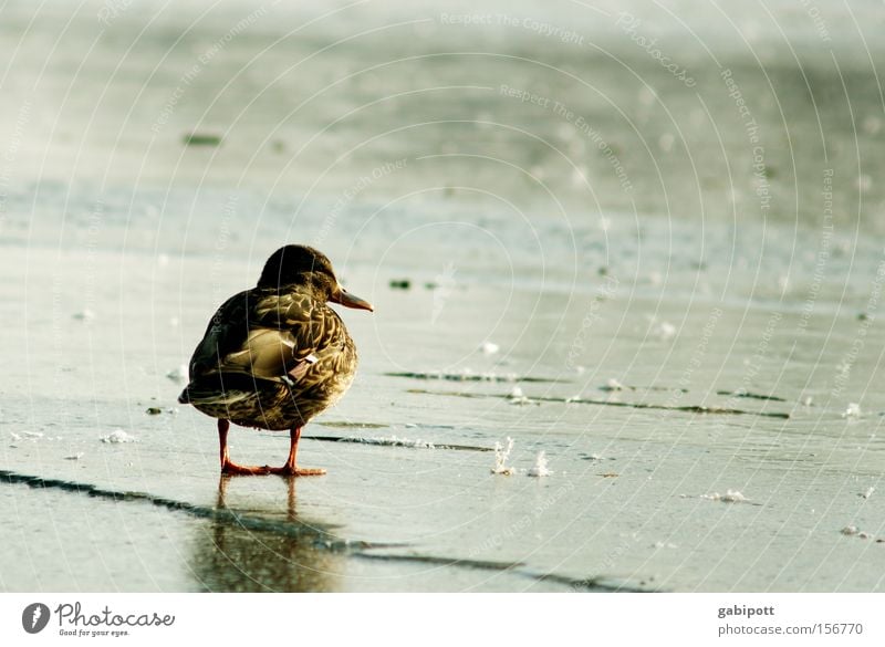 Warten Farbfoto Außenaufnahme Textfreiraum rechts Sonnenlicht Zentralperspektive Landschaft Tier Wasser Winter Eis Frost See Vogel Ente 1 Denken frieren Blick