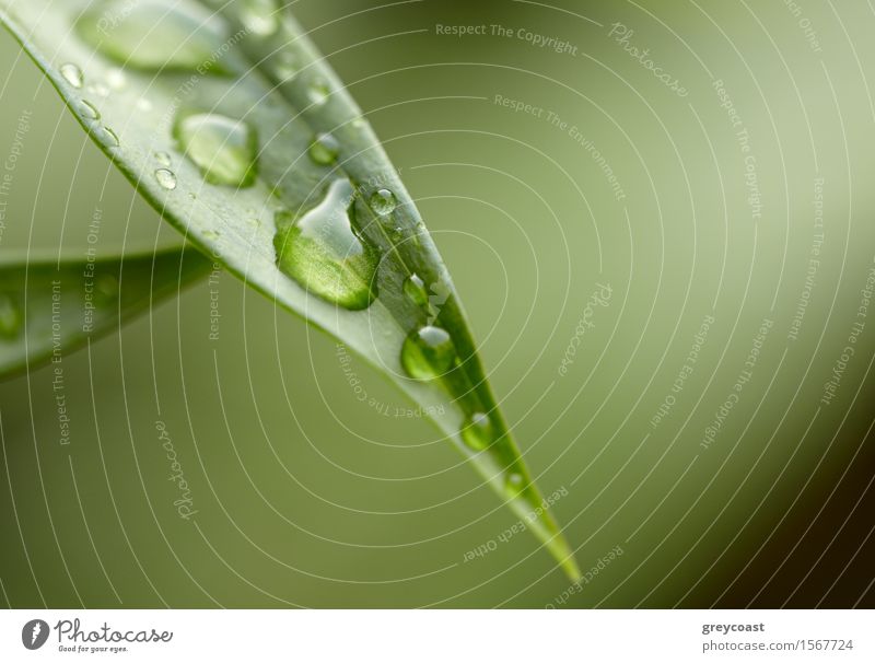 Grünes Blatt mit Wassertropfen. Dzen Hintergrund. Design exotisch schön Leben stimmig Sommer Garten Umwelt Natur Pflanze Regen Baum Gras Park Wald Tropfen