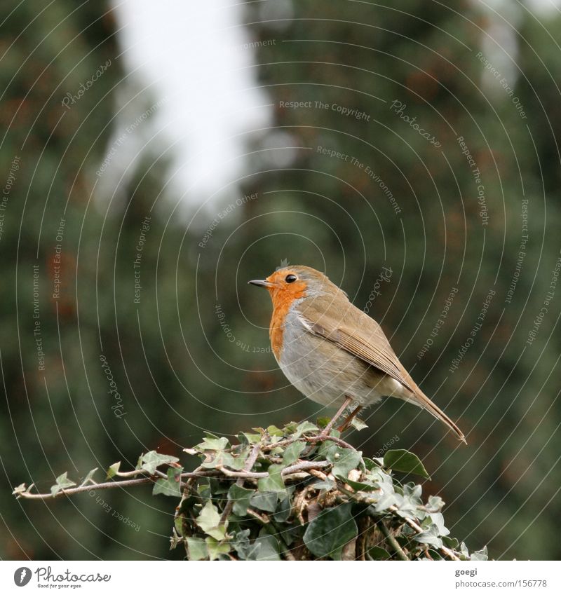 Sonnenbrand Natur Pflanze Tier Herbst Efeu Grünpflanze Vogel 1 Brunft sitzen stehen ästhetisch grün rot Rotkehlchen Feder Ast Schnabel erithacus rubecula