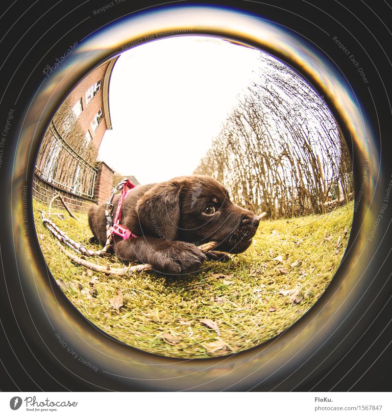 Lotta mit Stock Garten Erde Gras Tier Haustier Hund 1 Tierjunges braun grün Welpe Labrador apportieren Kauen Zahnpflege Appetit & Hunger spielend Spielen