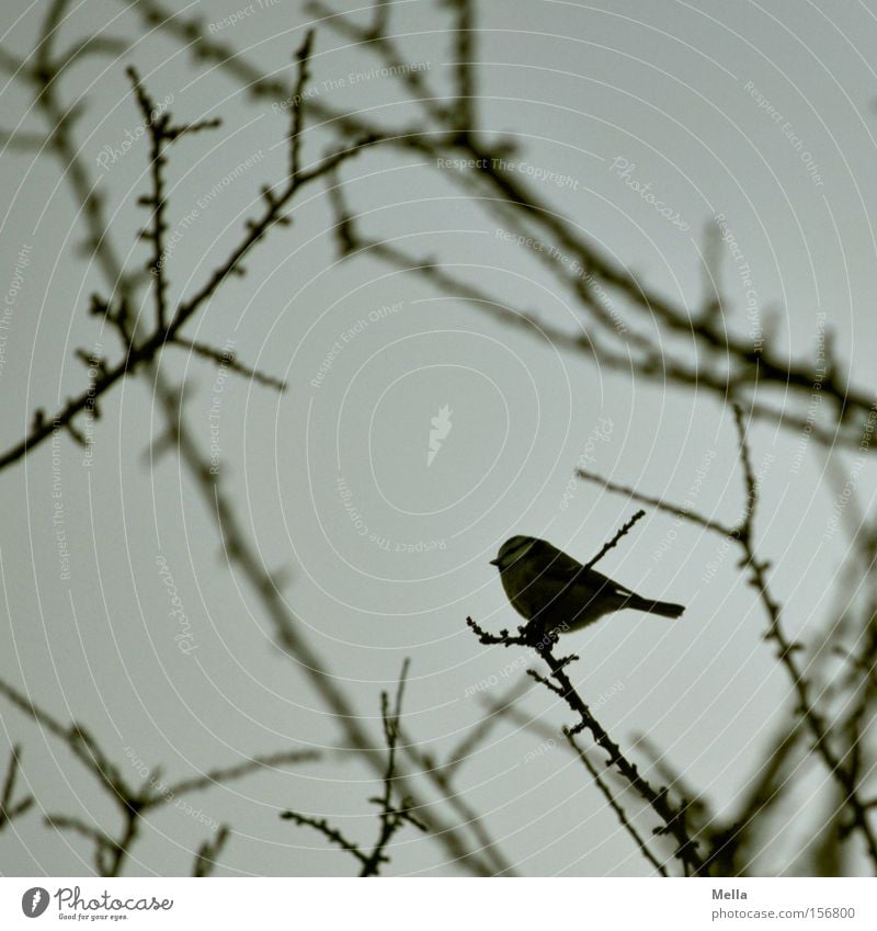 Ein Vogel - was sonst Meisen klein Ast Zweig Baum Sträucher sitzen hocken niedlich grau trüb trist