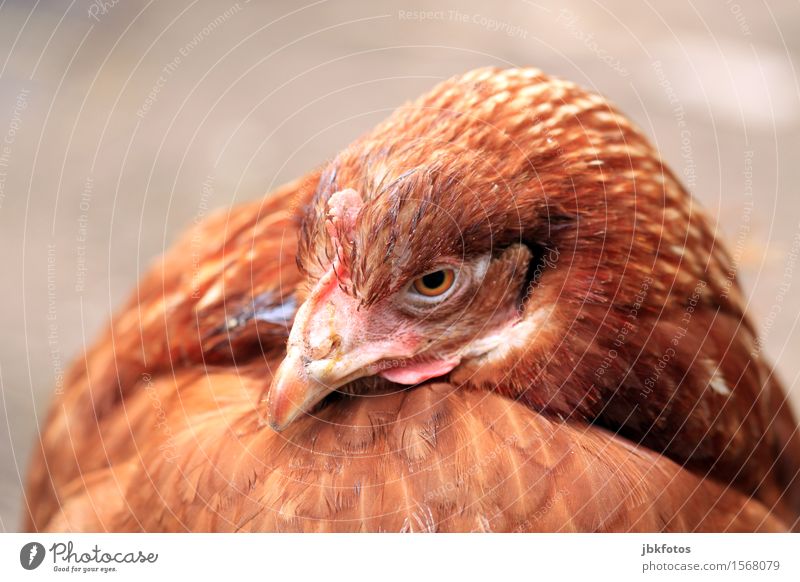 chicken-chill Tier Haustier Nutztier Tiergesicht Flügel Haushuhn 1 schön einzigartig braun Schnabel Feder Außenaufnahme Nahaufnahme Detailaufnahme Menschenleer