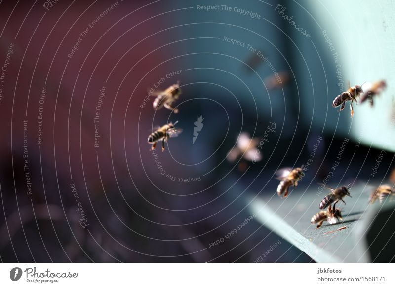 Schwarmintelligenz Lebensmittel Ernährung Umwelt Natur Klima Tier Nutztier Biene friedlich Verlässlichkeit Gelassenheit ruhig Feindseligkeit Aggression Erfolg