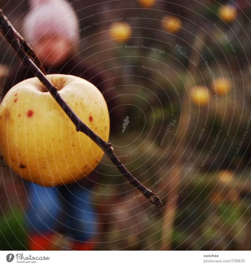 apfel am baum. kind (unscharf) Kind Mädchen Ast Apfel Apfelbaum Ernte Herbst Jahreszeiten kalt Mütze Unschärfe Frucht Außenaufnahme