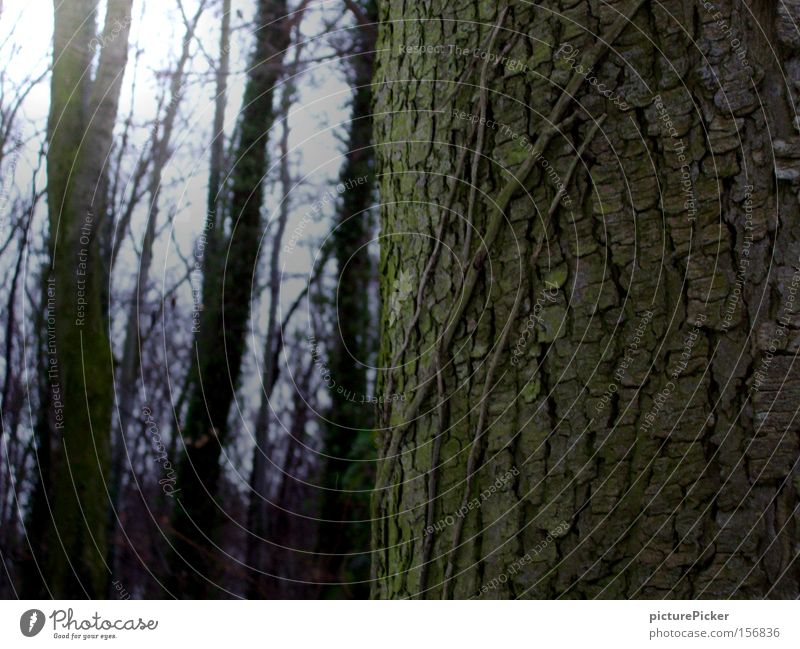 ...alter Baum Baumstamm grün Natur Wald Baumrinde Park Licht Schatten tree forest