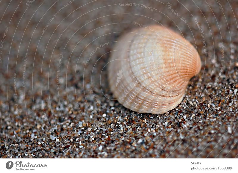 eine Muschel am Nordseestrand Nordseemuschel Muschelschale nordische Natur Salzwassermuschel maritim Muschelsuche Strandspaziergang Herzmuschel Muschelform