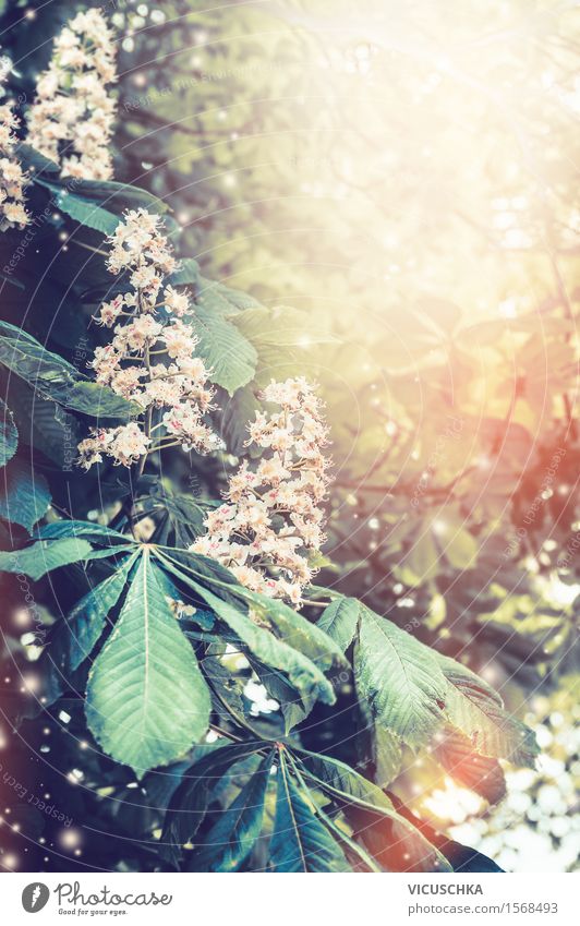 Blühende Kastanienbäumen im Garten oder Park Lifestyle Sommer Natur Pflanze Sonne Sonnenlicht Frühling Schönes Wetter Baum Blume Blatt Blüte Design Stil