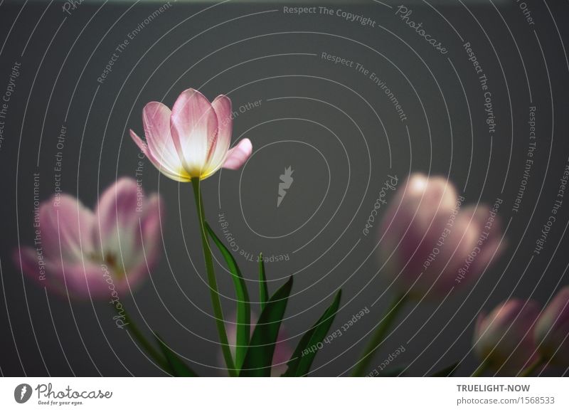 Ach... Blümchen harmonisch Wohlgefühl Sinnesorgane Erholung ruhig Meditation Duft Wohnung Dekoration & Verzierung Raum Frühling Blume Tulpe Blatt Blüte